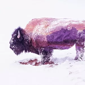 Double exposure of snow-covered Bison, Yellowstone National Park and Teton Range